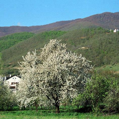 Villa Kastanodasos Emporio  Buitenkant foto